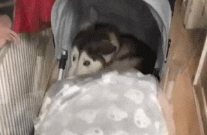Daily Laugh: Come On, Someone, I've Been Sealed by the Bed!