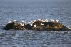 Qinhaihdong, Hebei: Seagulls Meet in Evening Yellow Twilight