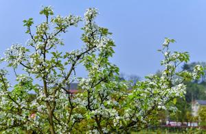 Chongqing Banan: Ten Thousand Acres of Pear Blossoms Create a Fragrant Snowdrift, Spring Pear Orchard Scenery Like a Painting