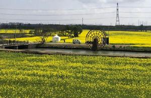 Thousands of Acres of Rape Flowers Blooming in Ningbo