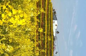 Hongcheng Photography by the River, Golden Rapeseed Fields Spreading Wildly, Lost in Delight and Reluctance to Leave.