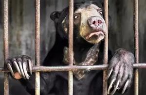 The Confessions of Wild Animals
