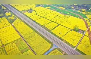Flowers Bloom in Sichuan: Giant Oilseed Flower Fields Create 'Giant Scroll-like' Landscapes