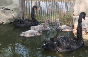 5 Years, 30+ Swans, Baoji Zoo's 'Hero Couple' Add 3 More Cute Babies