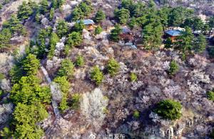 Beauty! Peach Blossom Ravine in Spring