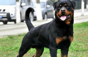 World's Number One Guard Dog, Rottweiler, A Gentle Iron-Hearted Warrior Among Powerful Breeds!