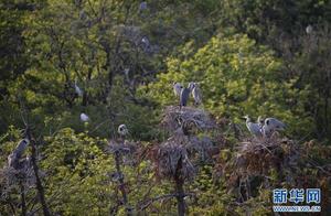 Duchang, Jiangxi: Building 'Homes' for Migratory Birds