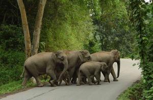 Wild Asian Elephants: Why Have They Declined So Significantly?