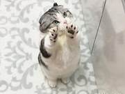 Cute Contrast Appeal! Lop-Eared Cat Expresses Displeasure Seeking Hugs