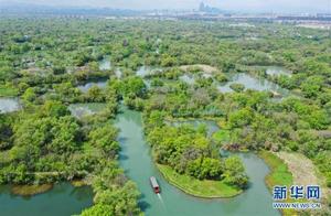 Xixi National Wetland Park: Enchanting Spring and the Flower Festival