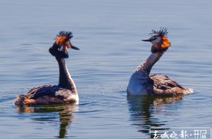 First Appearance of Crested Snipes in Anning Ninghu Lake