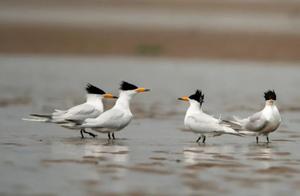 Mythical Bird (Black-billed Far Eastern Curlew) Reappears at Longle Min River Mouth National AAA-Level Tourist Scenic Area