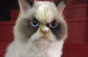 The little kitten had a decidedly intimidating appearance, making one feel a bit apprehensive.