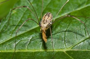 Spider Relatives – Cave Spiders