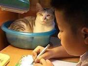 When the Cat Always Makes Trouble While the Child Does Homework, the Mother Put a Basin on the Table