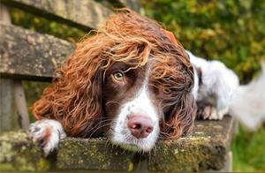 Spaniel Dog Resembles 'Beatles' and Gains 140,000 Fans, With Some Even Attempting to Acquire Its Fur