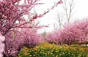 Cherry Blossoms, Lavender, Poppies, and Peach Blossoms Bloom at Huizhou Eternal Record Ecological Garden