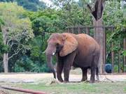 Garbage scattered on the lawn, the elephant saw it and immediately went to pick it up