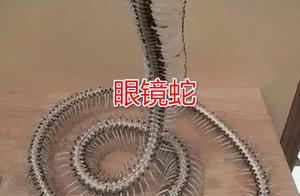 What Does an Animal Skeleton Look Like After Death? Recognized the Cobra Snake, Saw the Panda: That's a Little Bear!