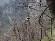 Huh? Giant Panda Appears Twice a Day, Staffers 'Roared' by its Feeding Frenzy