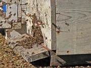 Bee Diarrhea? Understanding the Multiple Causes of Bee Dysentery