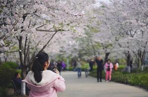Which Subway Station is the Most Beautiful in Shanghai? Real-Shot Cherry Blossom Viewing Spots in Pudong and Pudong West