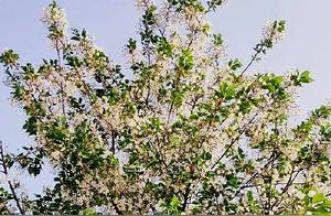 Beautiful! Spring breeze ten miles away can't compare to you, a single tree of flowers admiringly watching you. Let's meet here to see the cherry blossoms.