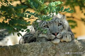10 Animals That May Disappear from Earth in Front of Humans