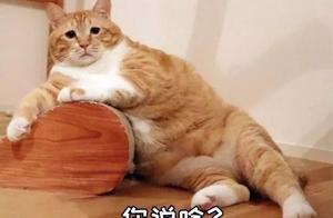 Defending Orange Cats: It's Not Just Orange Cats That Are Fat