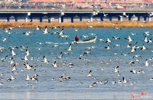 Qingdao, Shandong: Ten Thousand Wild Ducks Enjoying the Spring