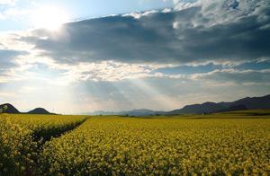 In Luoping, every canola flower looks infinitely beautiful, weaving a fairytale of spring.