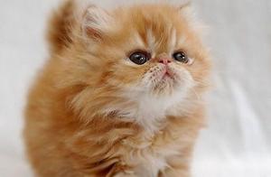 Some Cute Foreign Cats, Which One Do You Like?