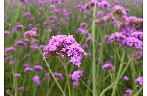 Watching Willow Marsh Orchid Blossoms