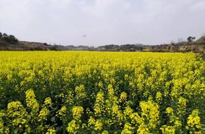 Spring Returns to the Earth, Oilseed Rape Flower Seas Visible from Satellites Across China