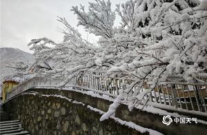 Kangding Snowflakes Fall, Adorning the Branches