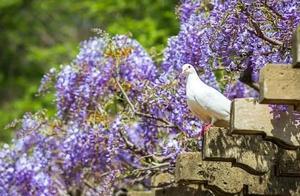 Music Square | Wisteria in Bloom