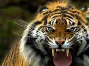 A Tiger Doesn't Brush Its Teeth, Its Teeth Are Sharp