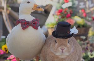 More Than Just Legs! Adorable Rabbits and Ducks – Cute Photos to Admire