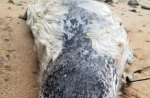 Tourist Encounters Stranded ‘Big Fish’ by the Sea, Discovers it’s a ‘National Treasure’ Spotted Seal After Taking Photos and Posting on WeChat