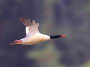 Chinese Khaki-Footed Duck Makes Debut in Quzhou's Tongshan Source Water Reservoir