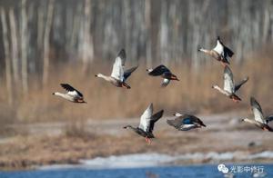 Returning Migrants, Spring Returns to Huhai