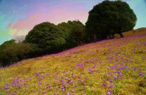 Tengchong He Mengbang: This Spring, You'll Be Unbelievably Beautiful!