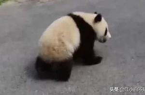 Baby Giant Panda Steals Bamboo and is Carried Away by the Nanny, Stunning the Crowd
