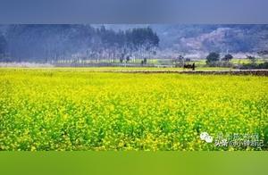 Come to Changtai Mountain, Zhongcun to Enjoy the Spring Scenery – Experience the Hundred-Mile Flower Corridor and the Vibrant Spring