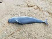 The Yangtze River Dolphins Are So Hungry They Can't Even Get Enough, Even After Eating