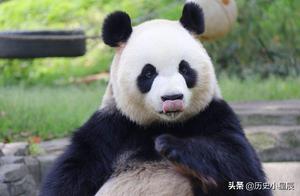 The Two Giant Pandas That Don't Belong to China, Fed Cacti Daily in This Country