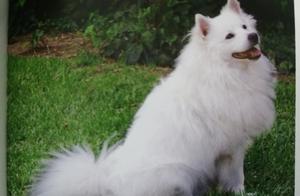 World Famous Dogs: 50 American Eskimo Dogs, How They Are Like Samoyeds