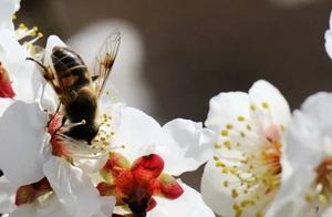 Pan-Area Tourism Views of Guangping: Plum Blossoms Bloom with Fragrance