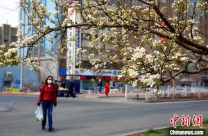 Shijiazhuang Kuerle's 60,000+ Acres of Fragrant Pear Blossoms Bloom to Welcome Visitors