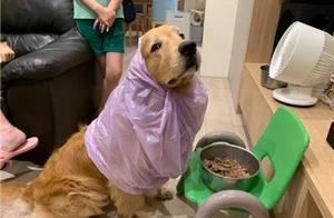 Mom's Handmade Bib: The Furry Child Disapproves - Too Tight!